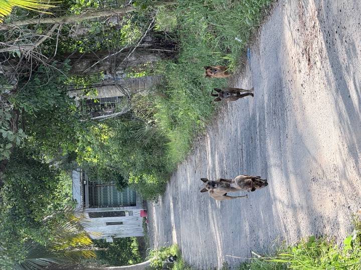 Four stray dogs walking along a quiet rural lane bordered by tropical vegetation and simple houses.