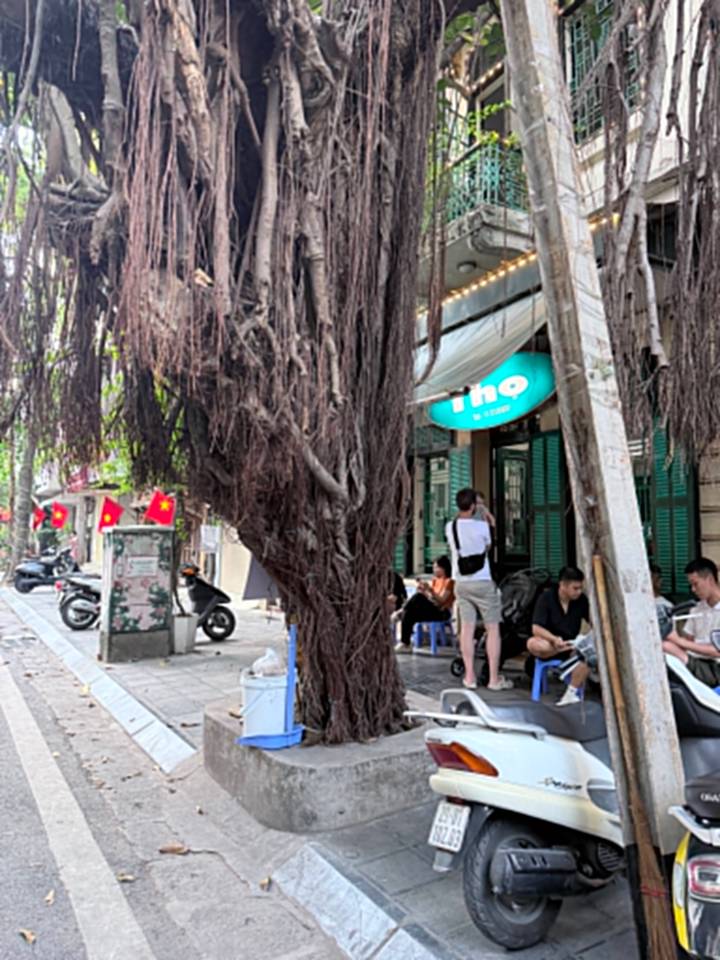 Blurry street scene with a huge banyan tree, small stools, and locals sitting outside a pho shop.