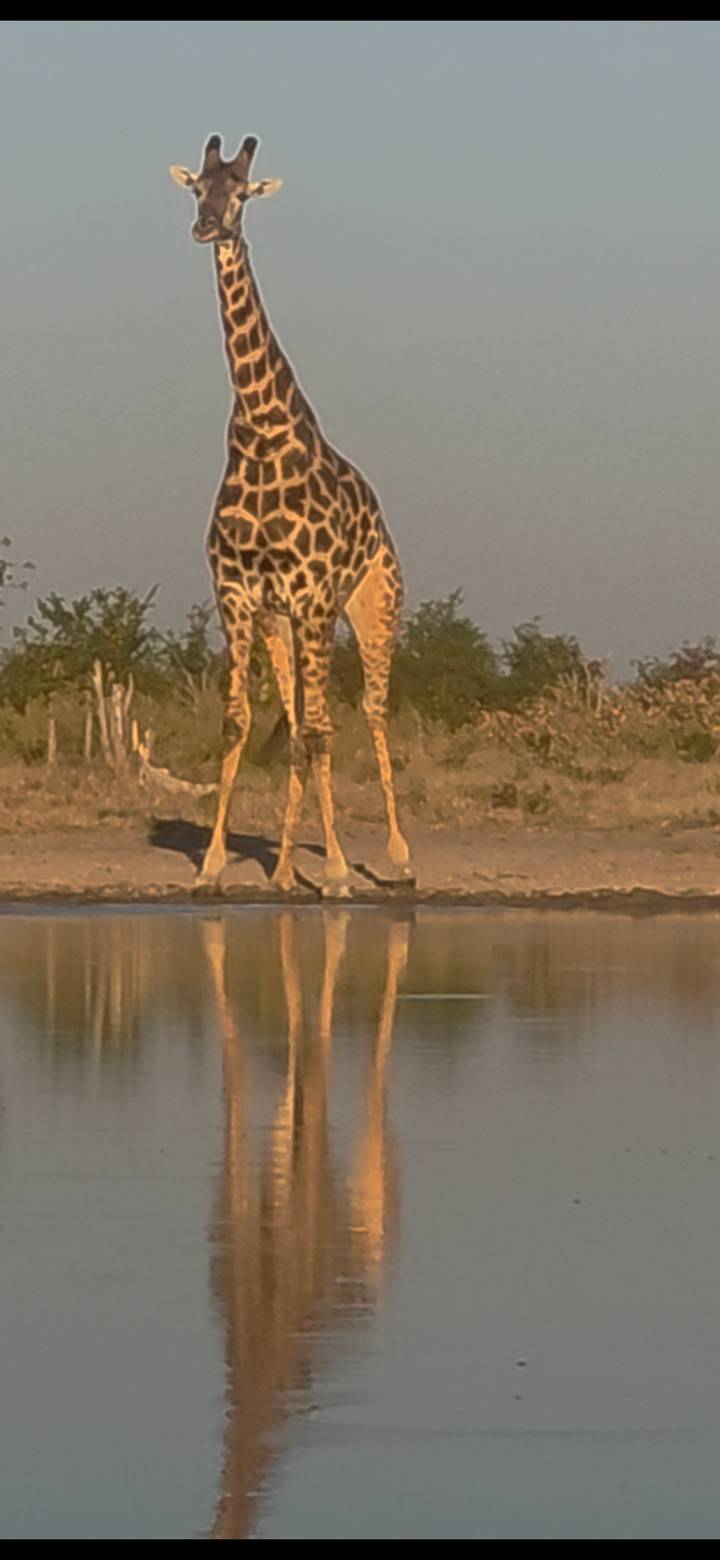 Blurred close-up of a giraffe’s legs reflected in water at a watering hole.