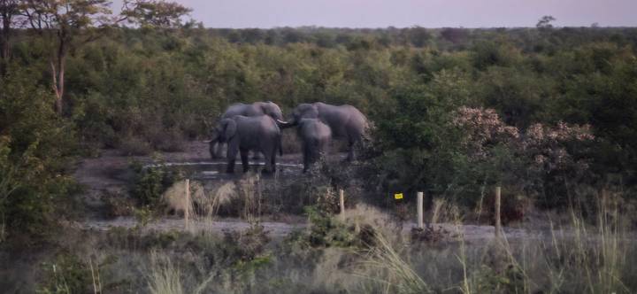 Distant, slightly blurry herd of elephants gathered at a waterhole within dense woodland.