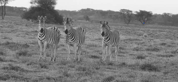 Three zebras stand alert on an open grassland plain rendered in monochrome style.