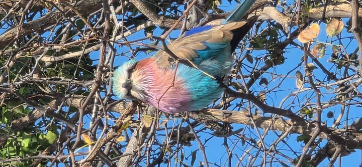 Vibrant lilac-breasted roller perches among dry twigs against a clear blue sky.