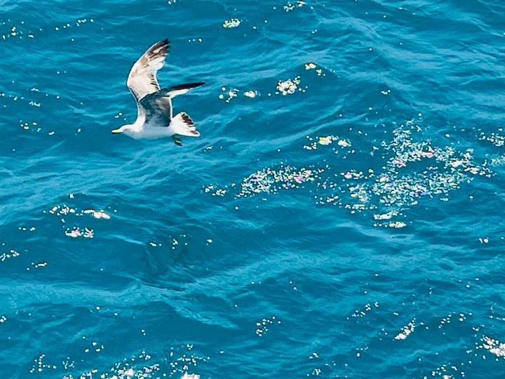 Seagull in flight over sparkling deep blue sea captured from above.
