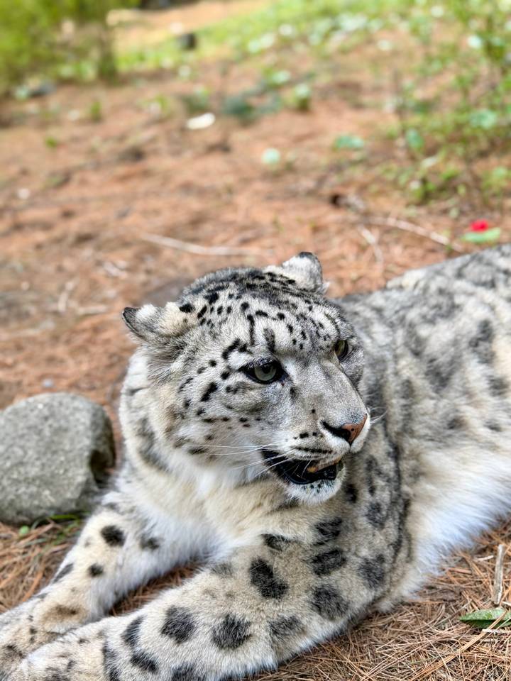 Close-up portrait of a snow leopard resting on the ground with detailed fur pattern visible