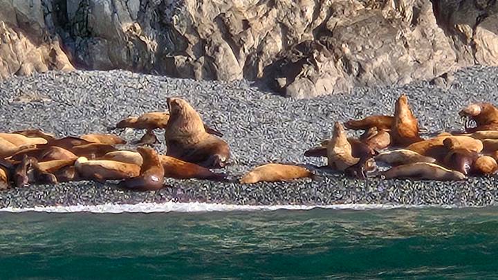 Group of sea lions lounge on a pebbled shoreline against rugged cliffs and teal water.