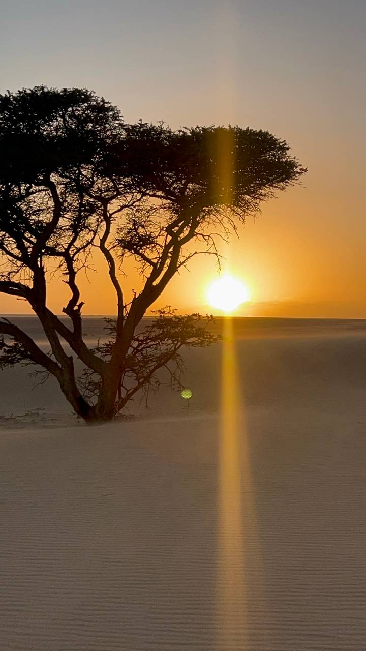 Silhouette of a solitary tree against a glowing desert sunrise, golden rays spreading over sand.