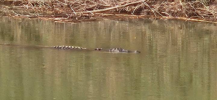 Partially submerged crocodile barely visible in a calm, murky river