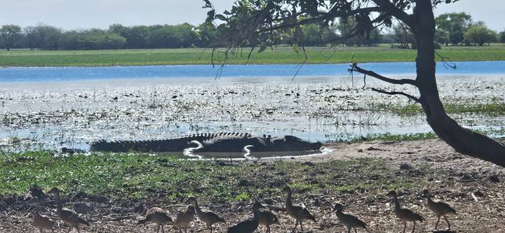 Large crocodile sunbathing on a muddy bank beside a billabong with a flock of small birds in the foreground