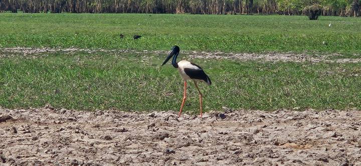 Black-necked stork standing on cracked earth beside a lush green field