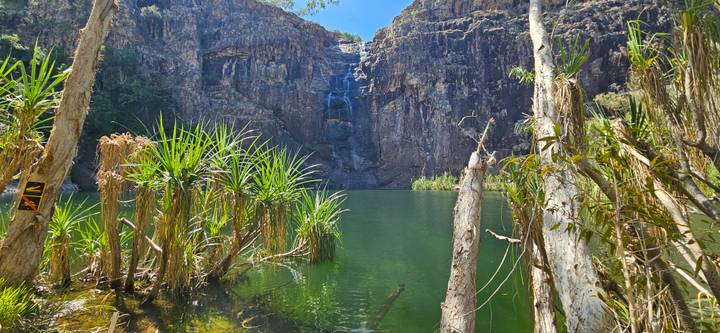 Emerald pool surrounded by pandanus plants at the base of a tall rocky waterfall