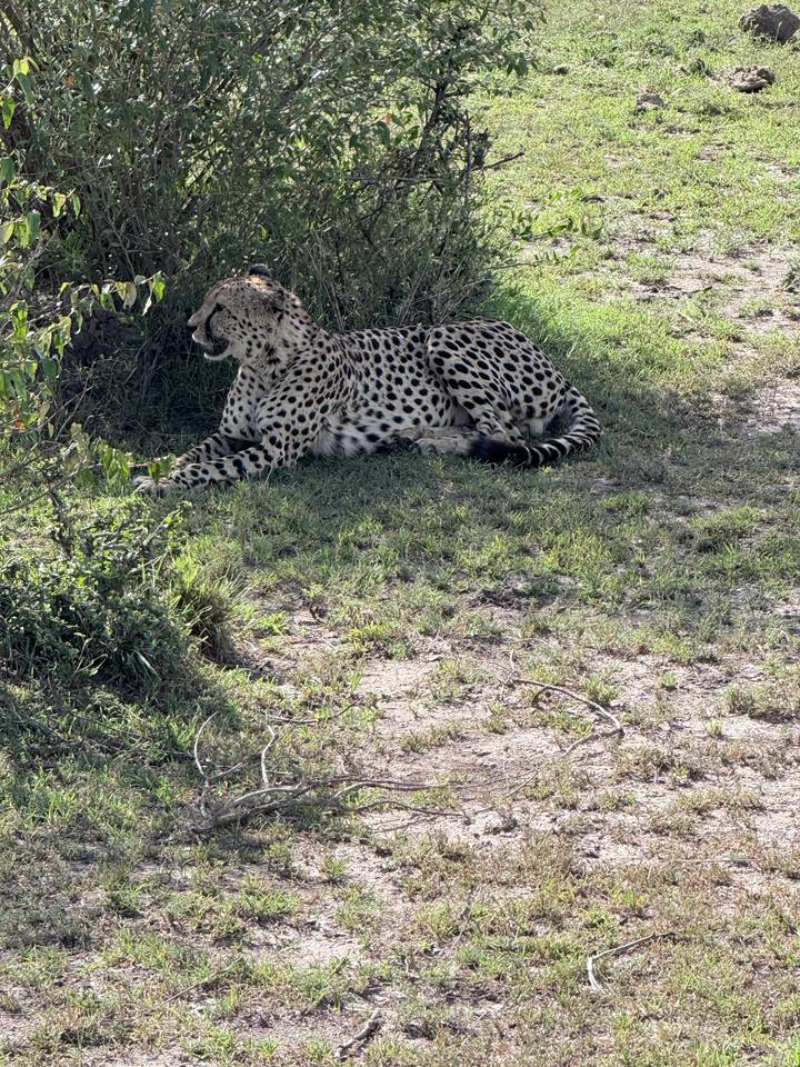 Cheetah resting alertly on a shaded patch of grass in the African savannah.