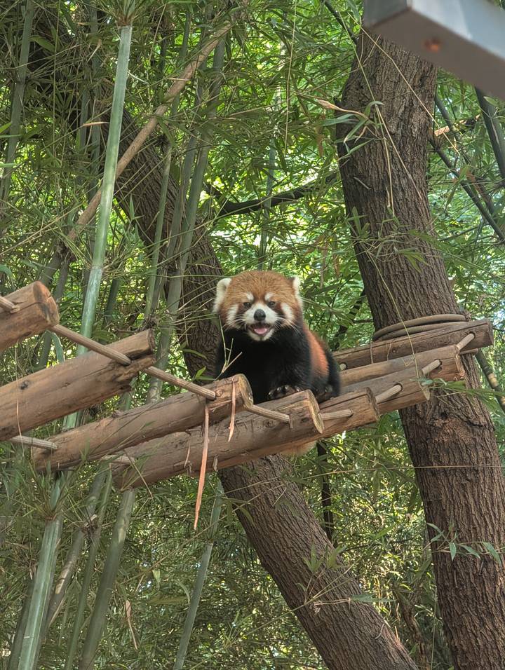 Playful red panda perches on a wooden platform amid dense bamboo forest.