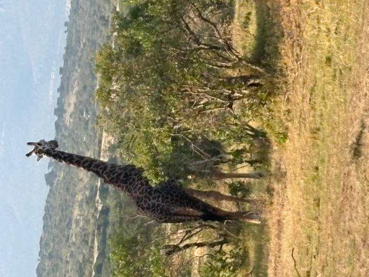 Tall giraffe standing among acacia shrubs on African savanna.