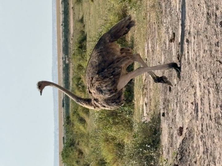 Solitary ostrich striding across open plain with distant wetlands.