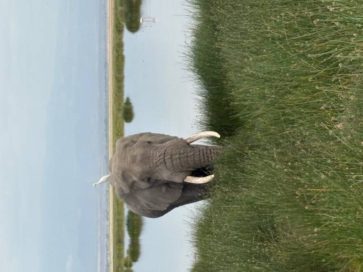 Large elephant grazing beside reflective marsh with egret perched on its back.