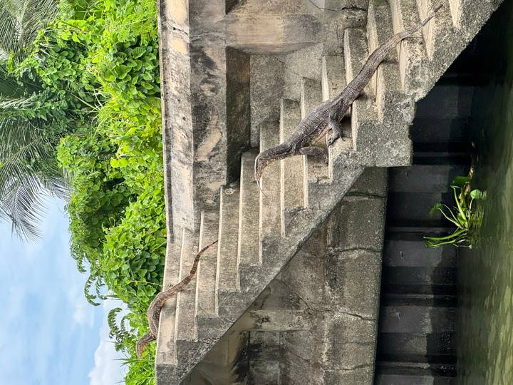 Two large monitor lizards climb weathered concrete steps beside a canal overgrown with tropical vines.