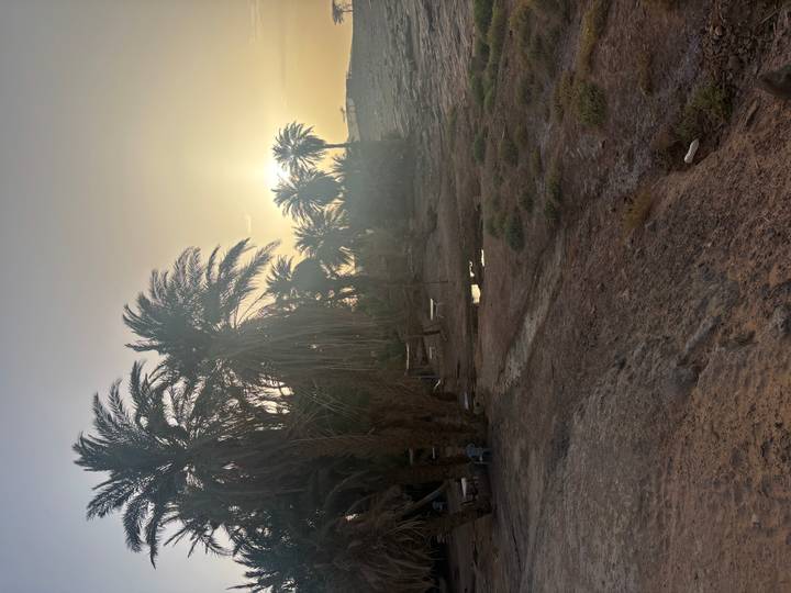 Silhouetted date palms at desert sunset with warm golden light over sandy ground.