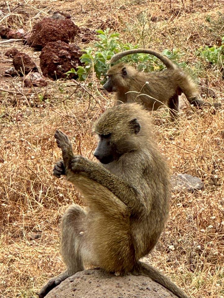 Olive baboon examines its hand while sitting amid dry grass and twigs.