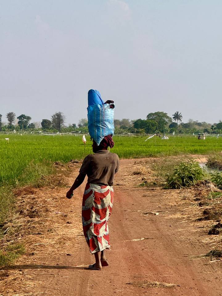 Local woman walks a dusty farm path balancing a blue sack on her head beside rice fields.