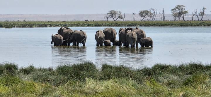 Herd of elephants wade together in a shallow lake within grassy Amboseli wetlands.