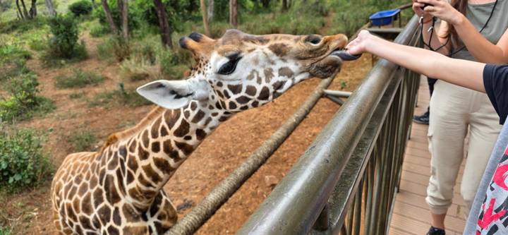 A giraffe stretches its long neck to take food from a visitor's hand on an elevated walkway.