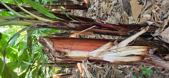 Close view of a cut banana tree trunk in a plantation surrounded by green leaves.