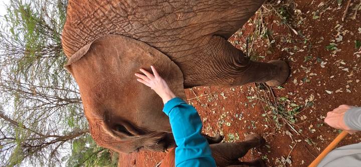 A visitor gently touches the ear of a young elephant standing on reddish earth.