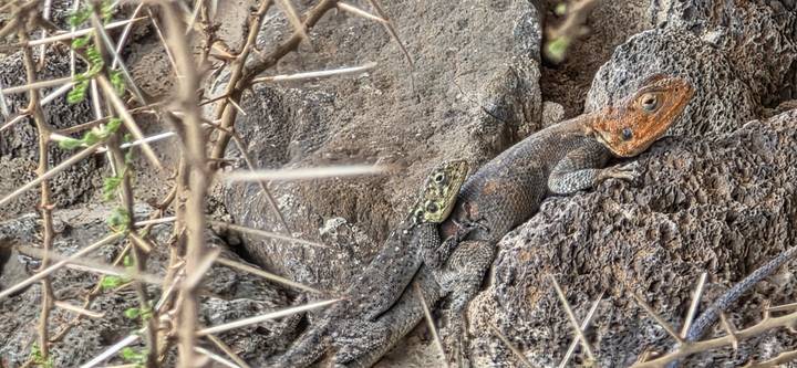 Two lizards cling to a rocky cliff among dry thorn branches.