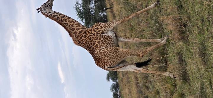 A lone giraffe strides across open grassland under a partly cloudy sky.
