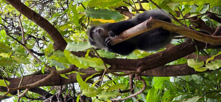 A blue monkey sits on a tree branch surrounded by dense green leaves.