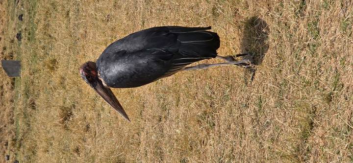 A large marabou stork stands alone on dry grass.