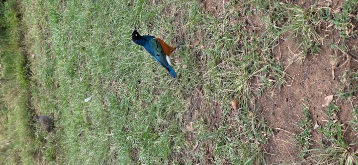 A colorful superb starling stands on grassy ground.