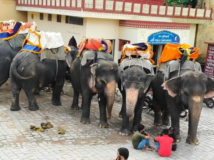 A line of decorated elephants with tourist saddles waits along a cobblestone street.