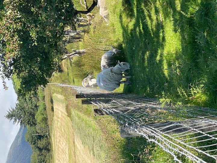 Sheep graze alongside a wire fence on a sunny rural pasture fringed by trees.