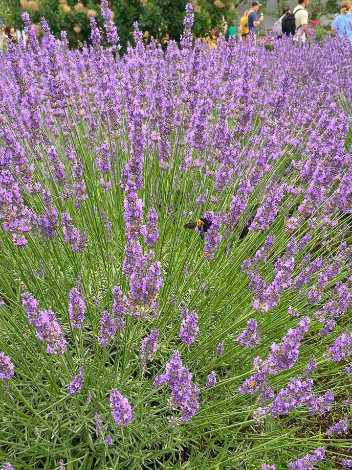 Close-up of vibrant purple lavender flowers with a bee collecting nectar.