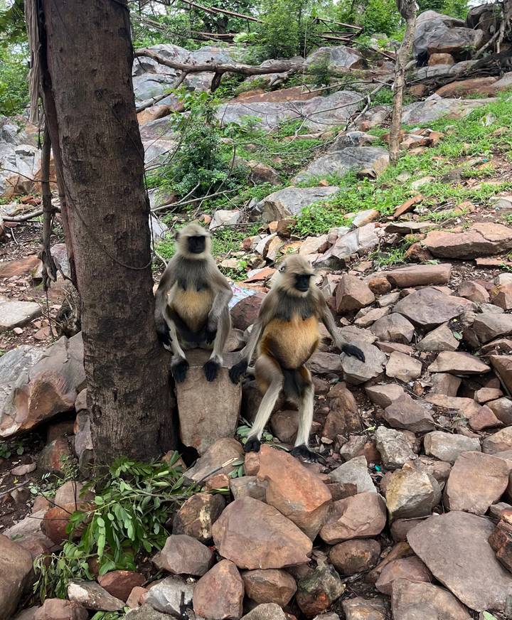 Two langur monkeys sit on rocks beside a tree in a forested hillside.