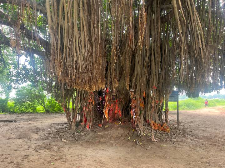 Large banyan tree with hanging aerial roots adorned with colourful prayer ribbons and offerings.
