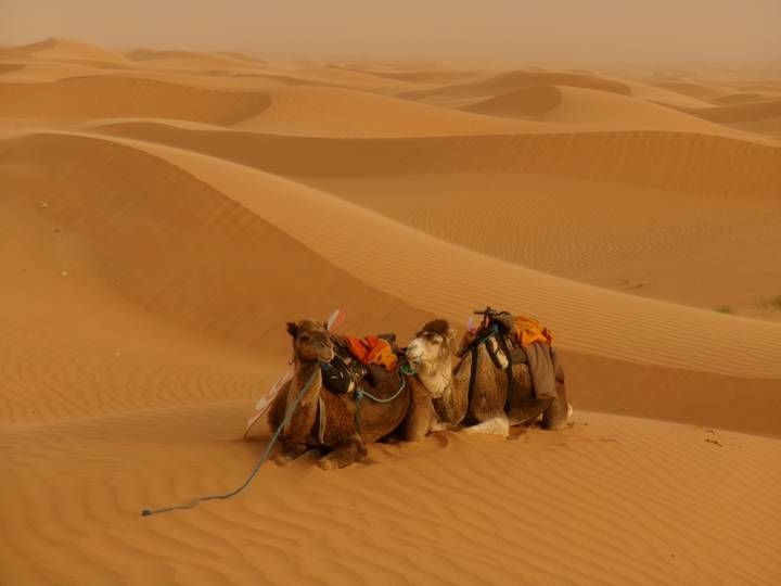 Pair of pack camels resting on rippled orange dunes of the Sahara at dusk.