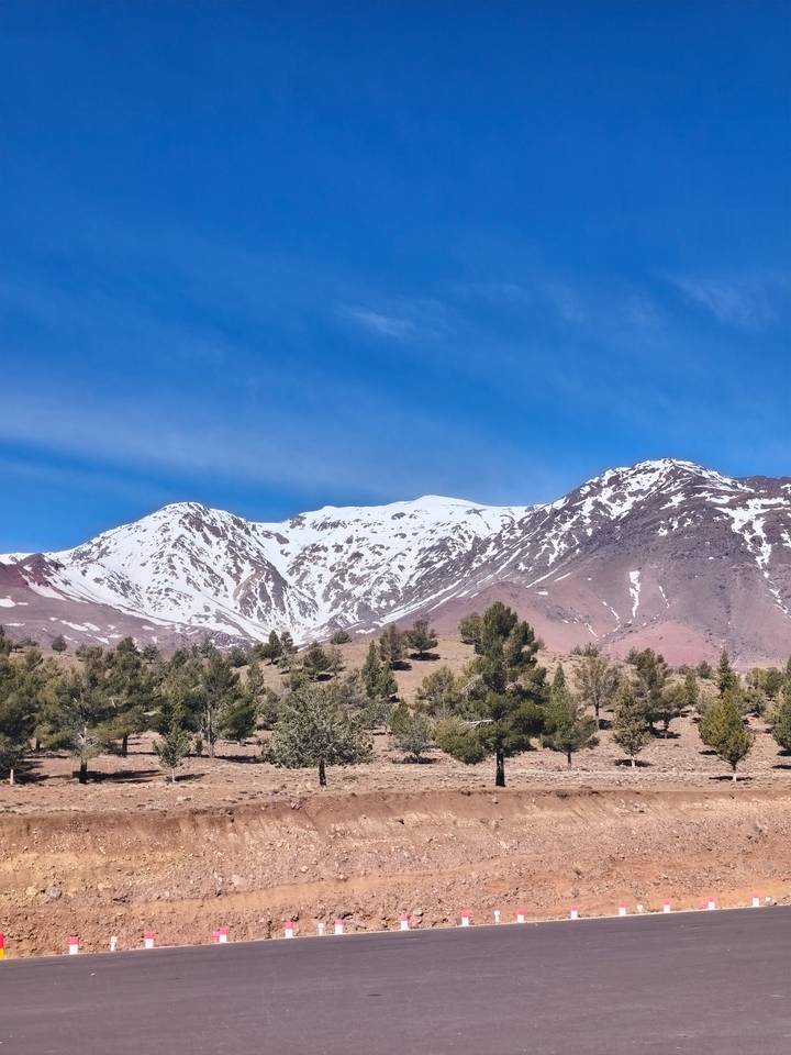 Snow-capped Atlas mountain peaks under clear blue sky with pine trees in foreground