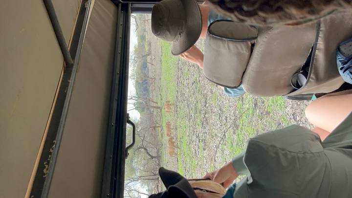 Tourists inside a safari vehicle photograph a pride of lions roaming a grassy plain