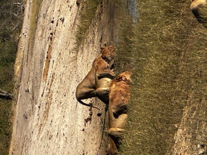 A pride of lions crouches to drink from a shallow waterhole in dry bushland.