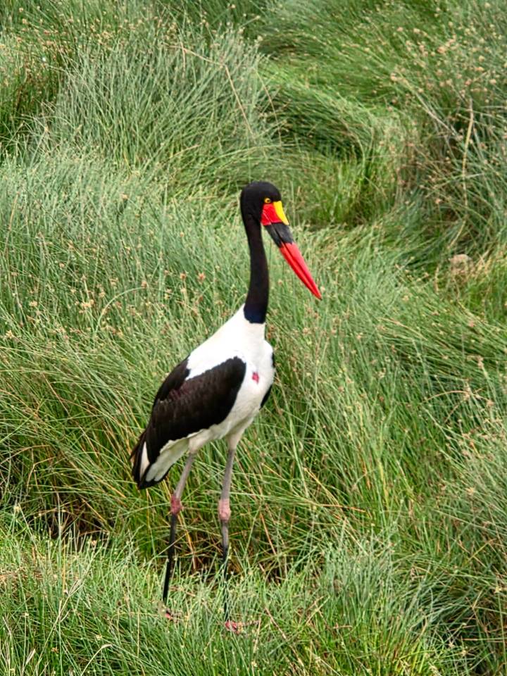 A saddle-billed stork stands tall amid lush green marsh grasses.