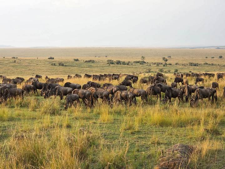 Large herd of wildebeest graze on golden savannah stretching to the horizon.