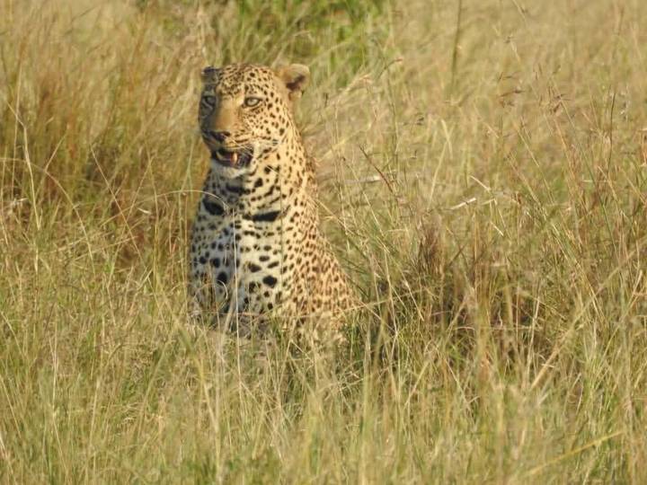 Alert leopard sits upright amid tall golden grass, eyes fixed on something ahead.