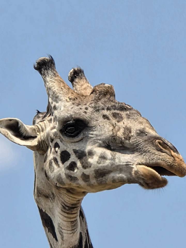 Extreme close-up of a giraffe's head and ossicones against a clear blue sky.