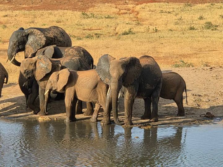 Herd of elephants, caked with mud, drink at the edge of a waterhole.