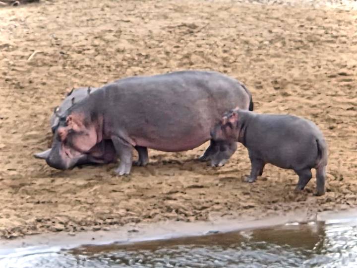Adult and juvenile hippo stand on muddy ground near shallow water.