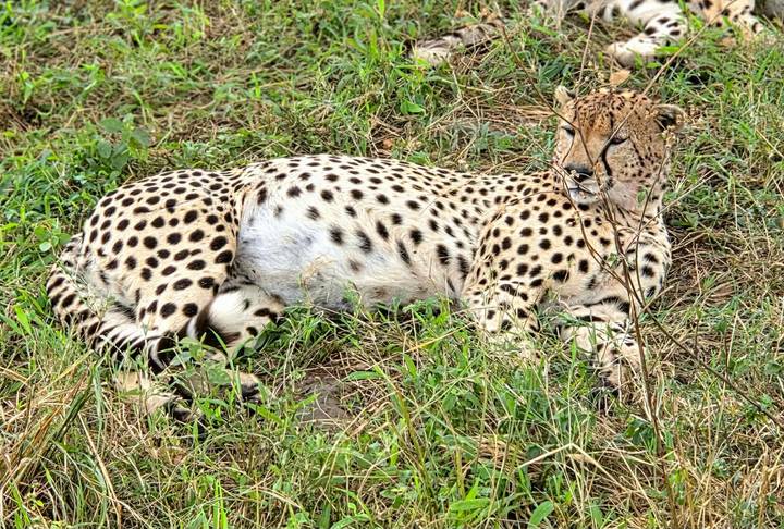 Cheetah with spotted coat rests in grassy vegetation, alert but relaxed.