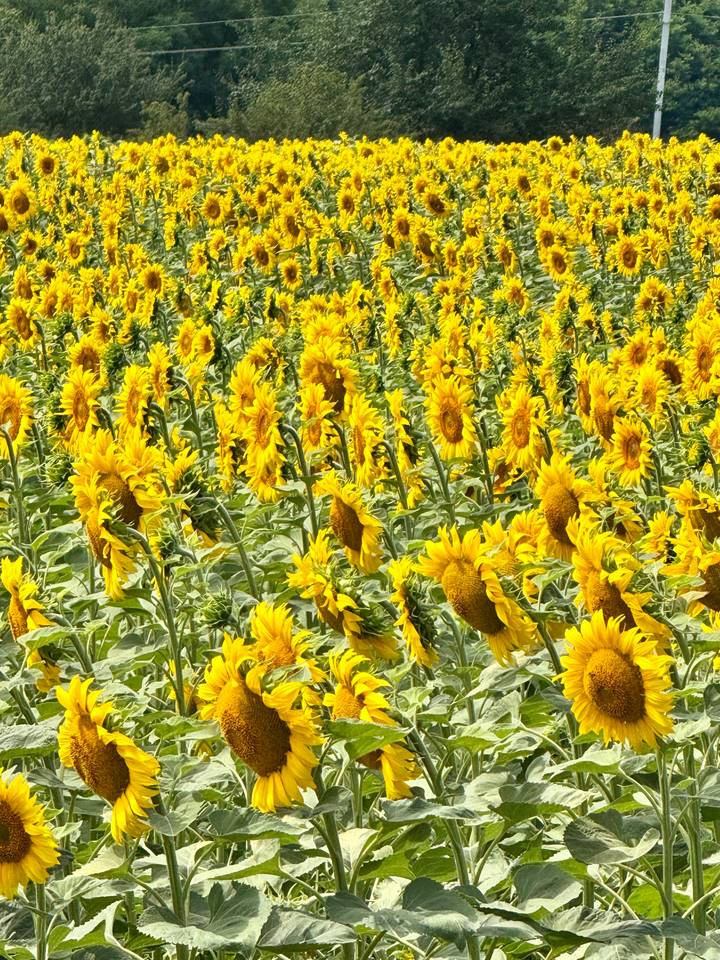 Vast field filled with blooming yellow sunflowers under bright daylight