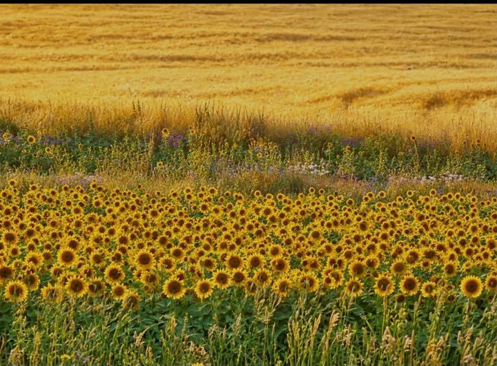 Endless golden field of blooming sunflowers under a warm afternoon light.